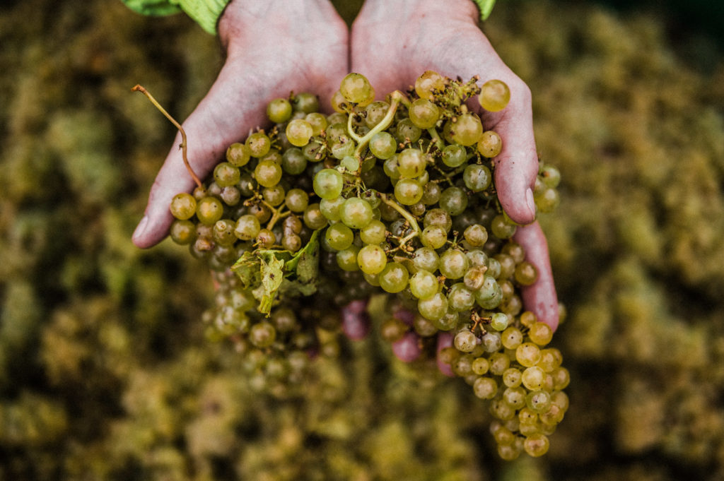 a handful of English Chardonnay Grapes