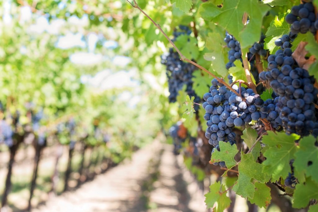history of english wine - vine
