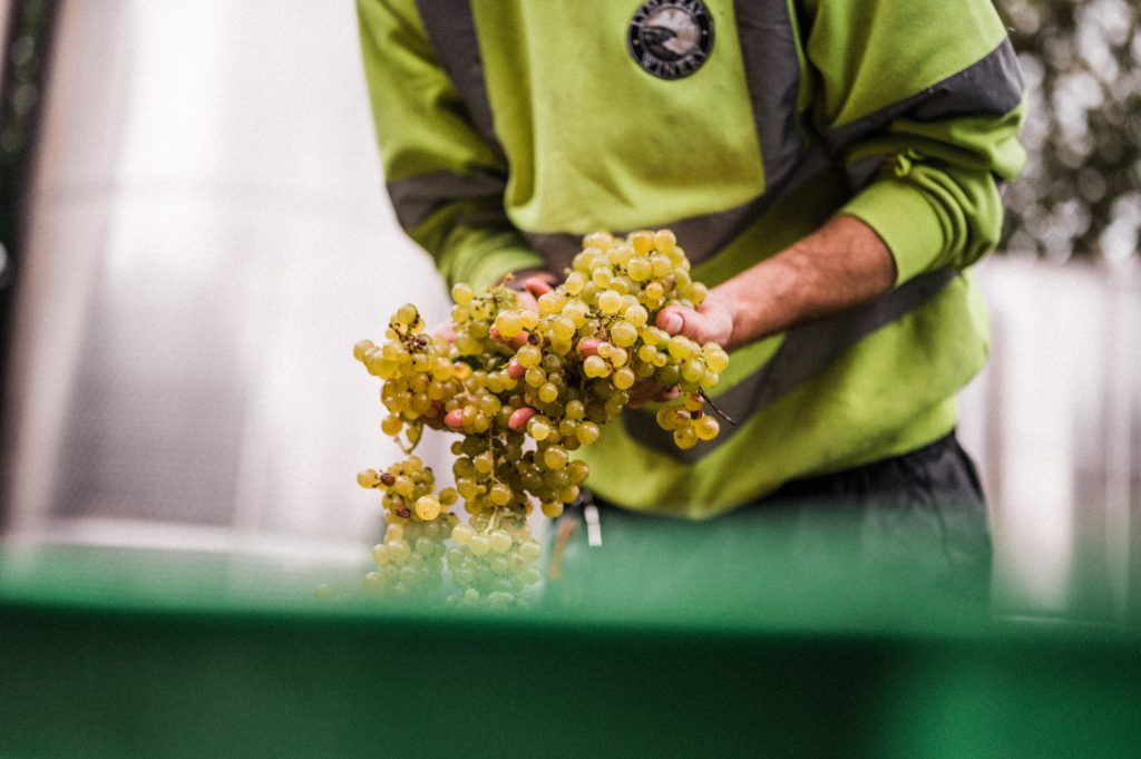 Grapes used in the wine making process at Lyme Bay- Sparkling wine