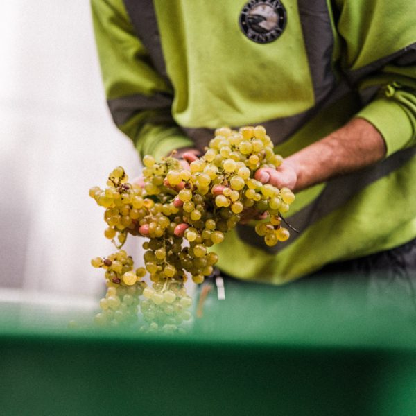 Grapes used in the wine making process at Lyme Bay- Sparkling wine