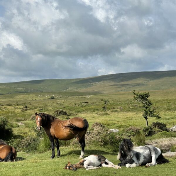 horses sunbathing in a field