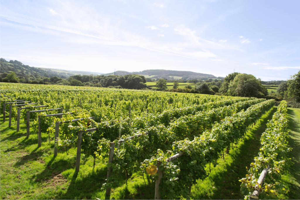 Rows of grapevines in a lush, green vineyard on a sunny day, with rolling hills and trees in the background under a clear blue sky.