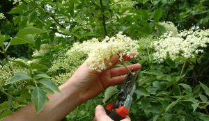 From Elderflower to Bottle