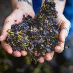 Cupped hands holding pressed red grape skins, seeds and stems, left over after pressing at Lyme Bay Winery