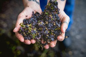 Cupped hands holding pressed red grape skins, seeds and stems, left over after pressing at Lyme Bay Winery