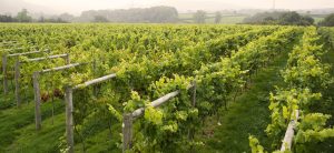 It starts with grapes grown here