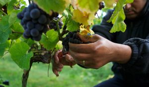 What Makes a Wine English? A Story from the Vineyards Behind Our Bottles